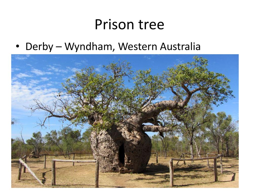 Prison tree Derby – Wyndham, Western Australia