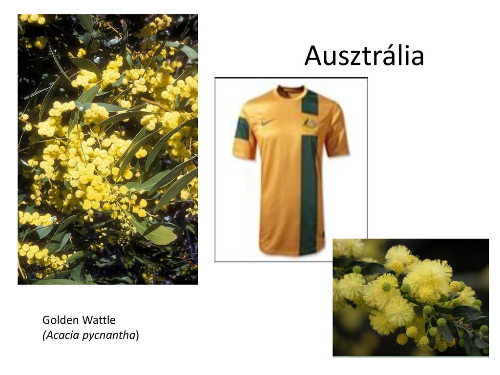 Ausztrália Golden Wattle (Acacia pycnantha)