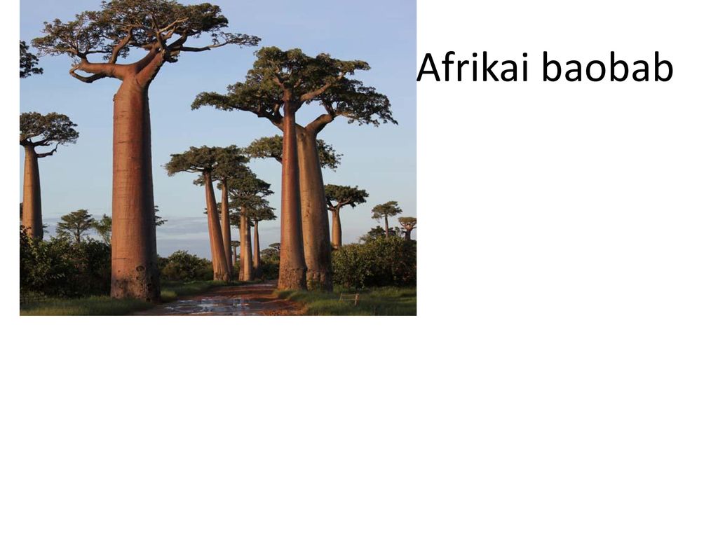 Afrikai baobab