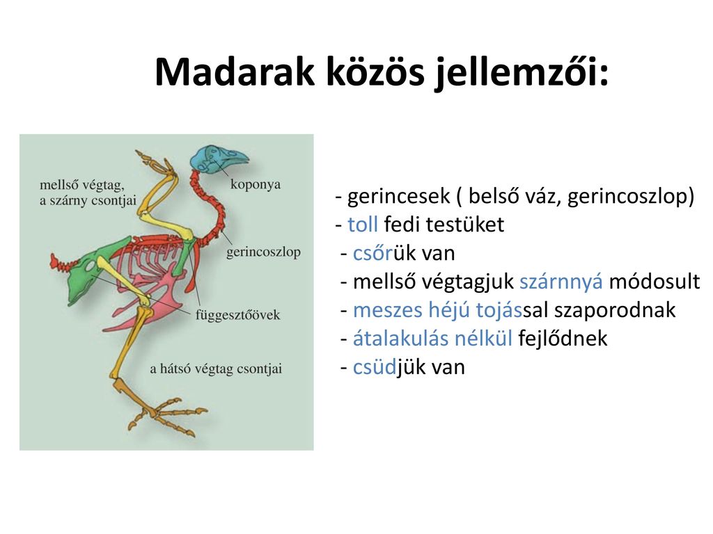 Madarak közös jellemzői: