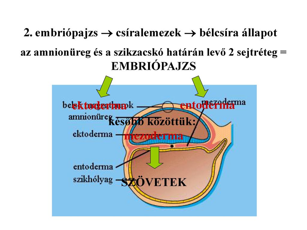 Herezacskó – Wikipédia Embrionális erekció