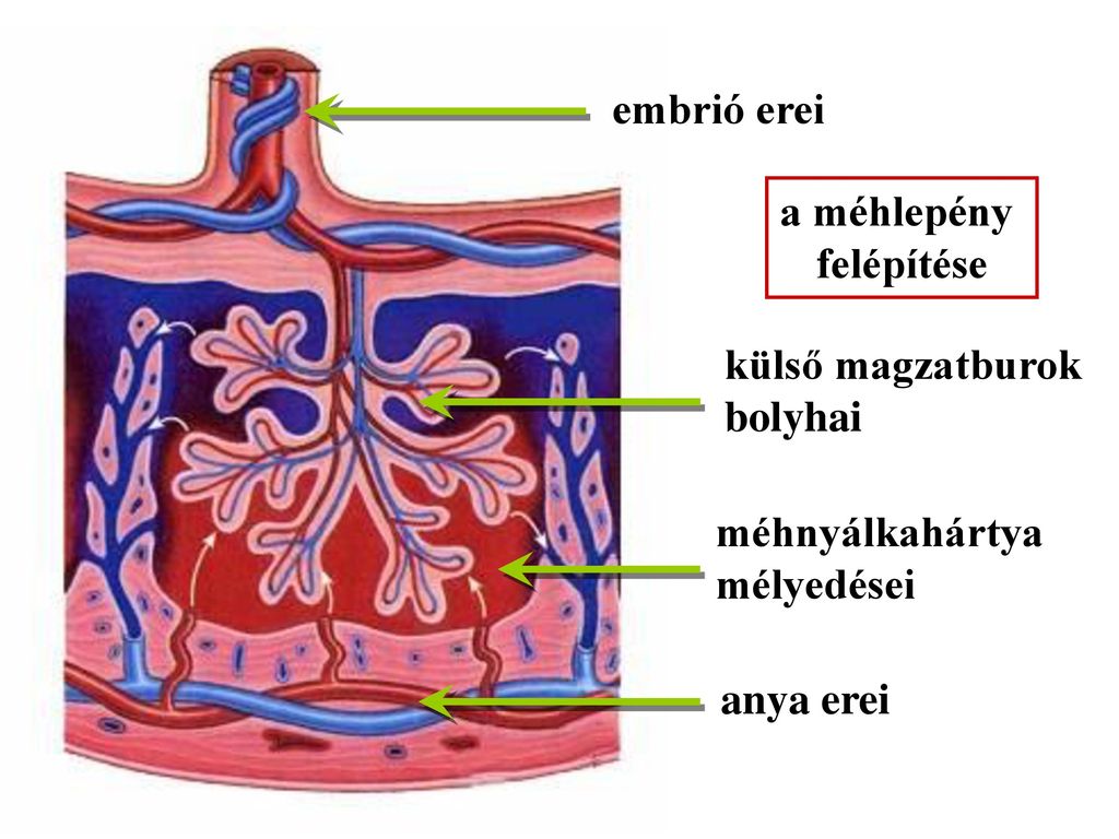 embrionális erekció)