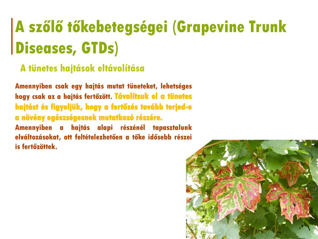 A szőlő tőkebetegségei (Grapevine Trunk Diseases, GTDs)