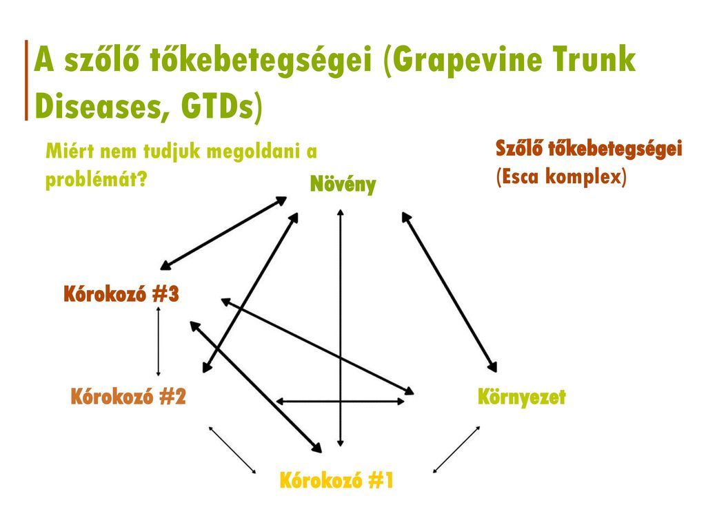 A szőlő tőkebetegségei (Grapevine Trunk Diseases, GTDs)