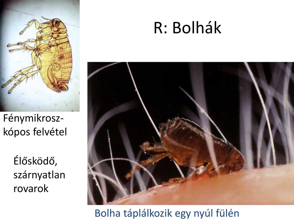 parazita léptékű rovar hogyan kell harcolni)