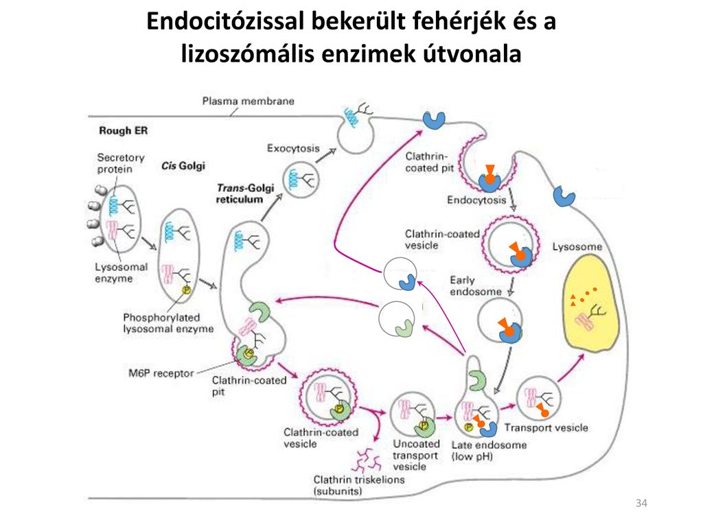 lizoszóma endoszóma fúzió és biogenezis anti aging