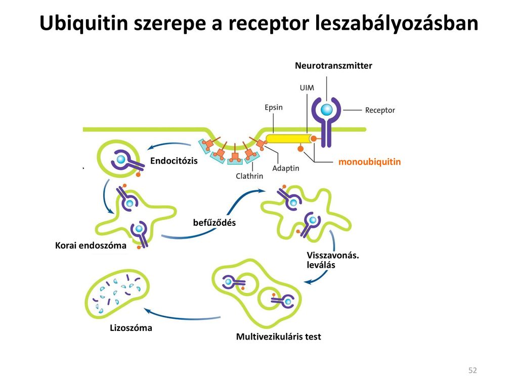 lizoszóma endoszóma fúzió és biogenezis anti aging