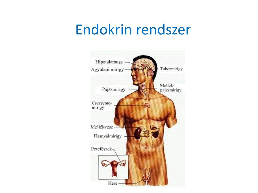 endokrin rendszer és paraziták)
