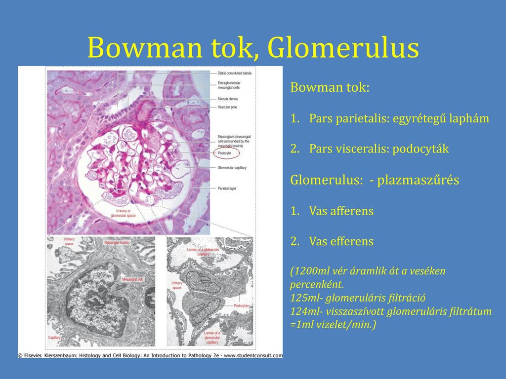 Bowman tok, Glomerulus Bowman tok: Glomerulus: - plazmaszűrés