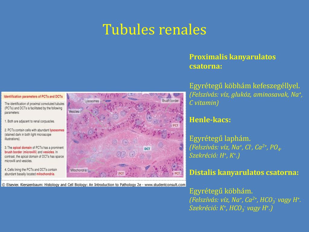 Tubules renales Proximalis kanyarulatos csatorna: