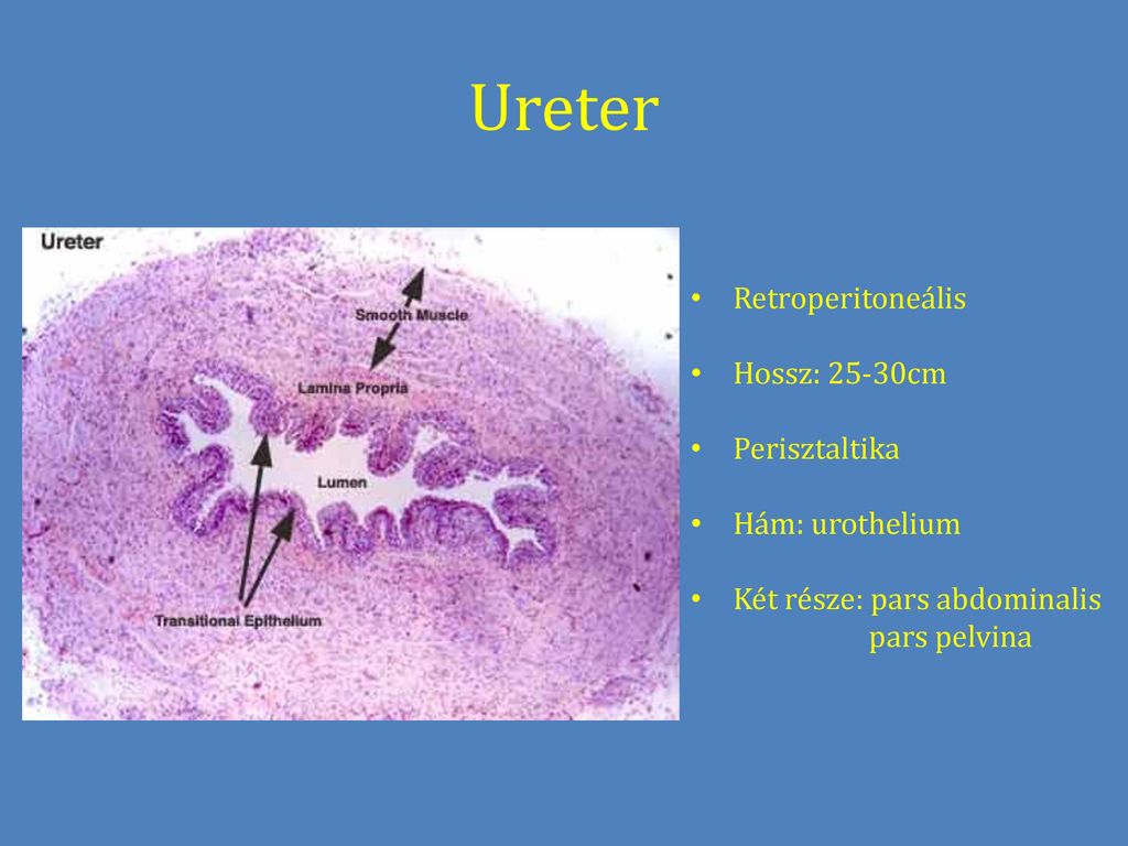 Ureter Retroperitoneális Hossz: 25-30cm Perisztaltika Hám: urothelium