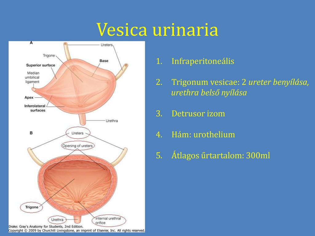 Vesica urinaria Infraperitoneális