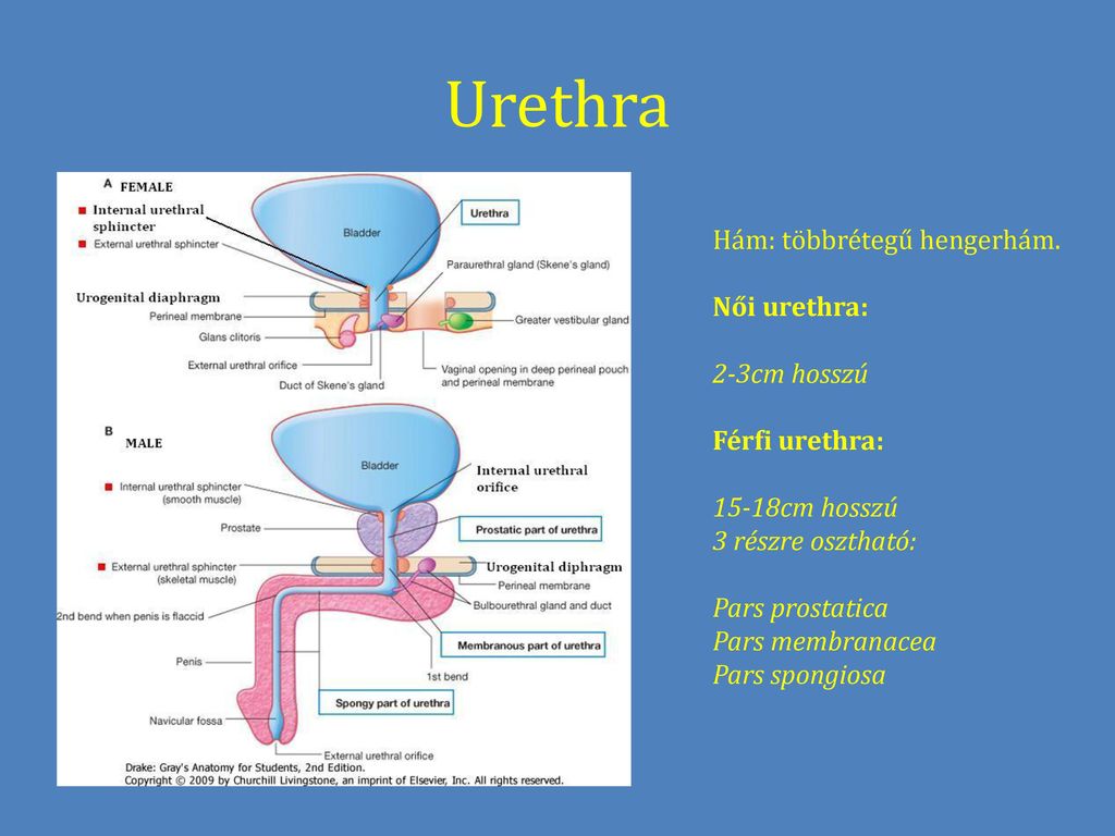 Urethra Hám: többrétegű hengerhám. Női urethra: 2-3cm hosszú