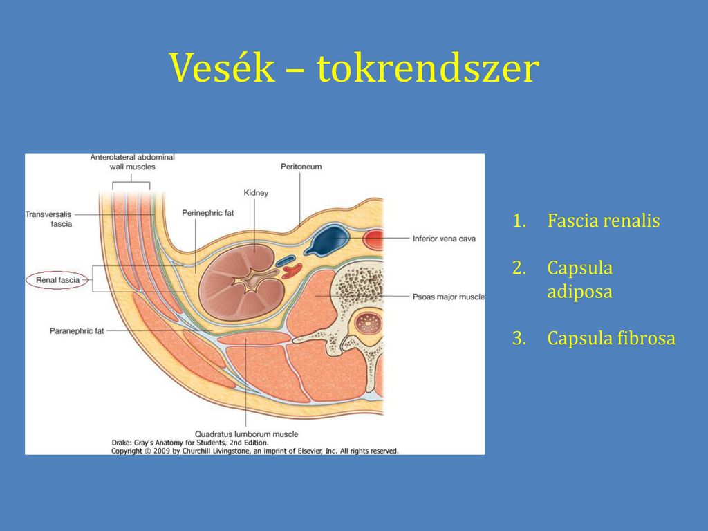 Vesék – tokrendszer Fascia renalis Capsula adiposa Capsula fibrosa