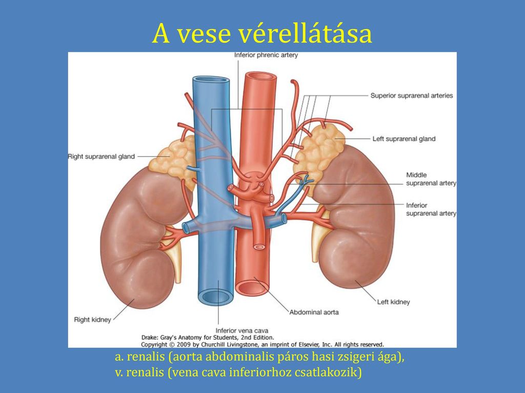 A vese vérellátása a. renalis (aorta abdominalis páros hasi zsigeri ága), v.