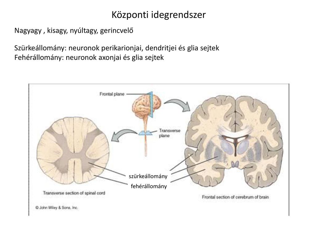 Белое вещество головного и спинного мозга образуют. Серое вещество нервной системы образовано. Серое вещество головного и спинного мозга состоит из. Серое и белое вещество головного и спинного мозга. Строение мозга серое и белое вещество.