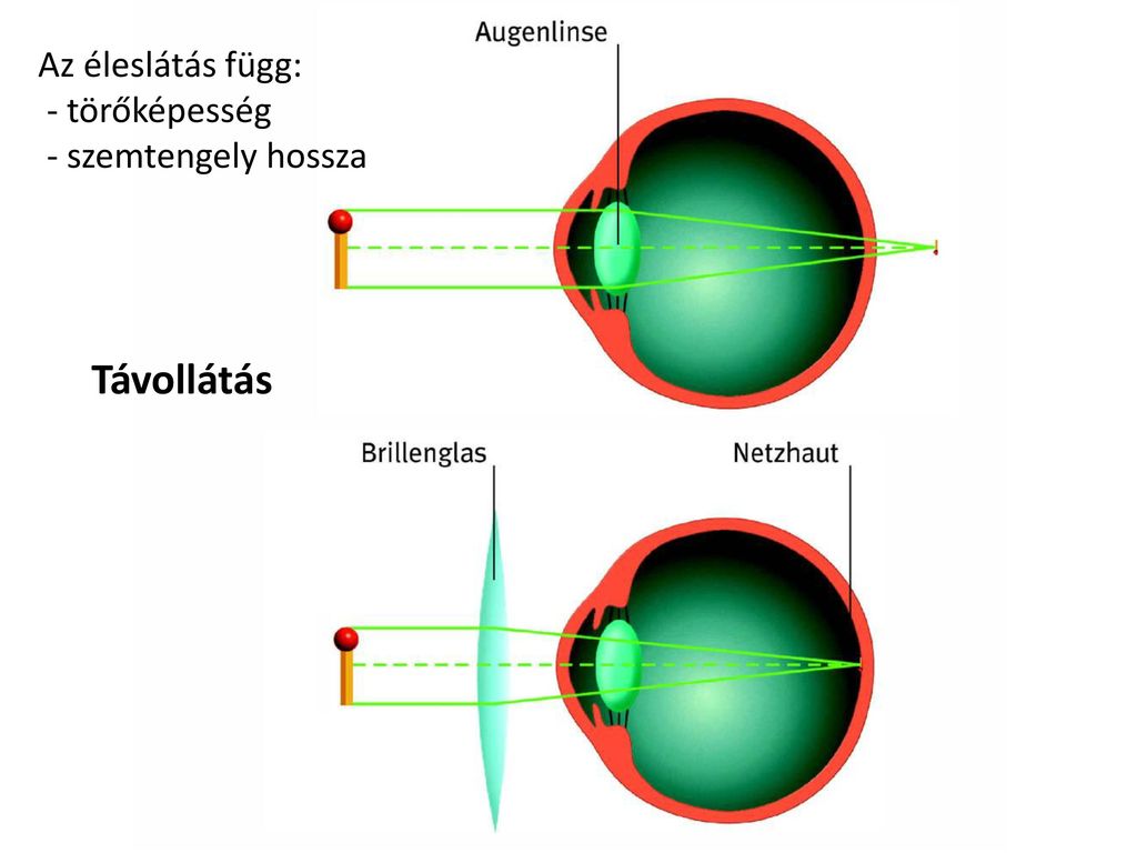 A látás mint fizikai folyamat - Látás – Wikipédia