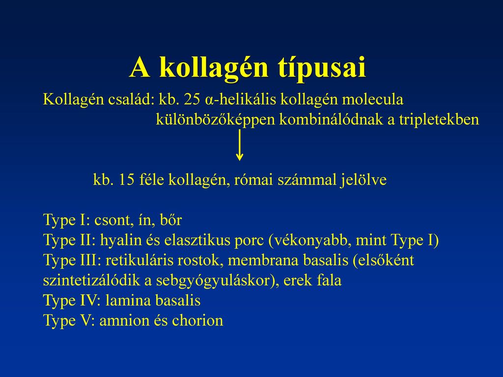 A kollagén típusai Kollagén család: kb. 25 α-helikális kollagén molecula. különbözőképpen kombinálódnak a tripletekben.
