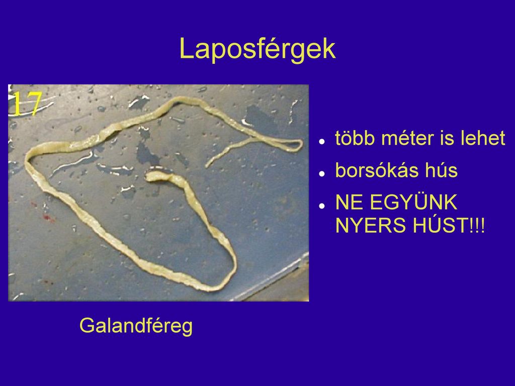 Laposféreg (Platyhelminthes)