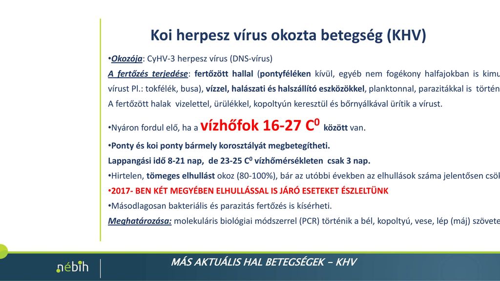 Koi herpesz vírus okozta betegség (KHV)