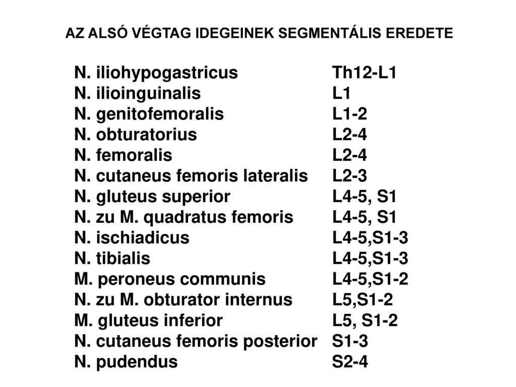 N. iliohypogastricus Th12-L1 N. ilioinguinalis L1
