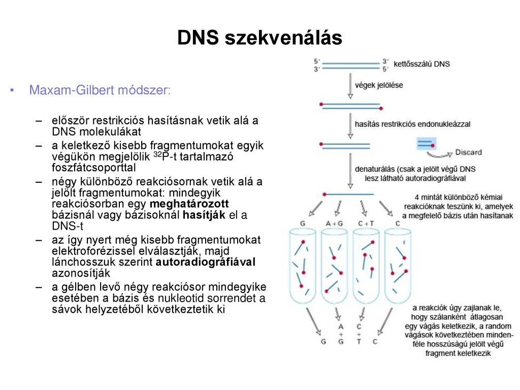 Biotechnológia, Génmanipulációk, Transzgenikus élőlények - Ppt Letölteni