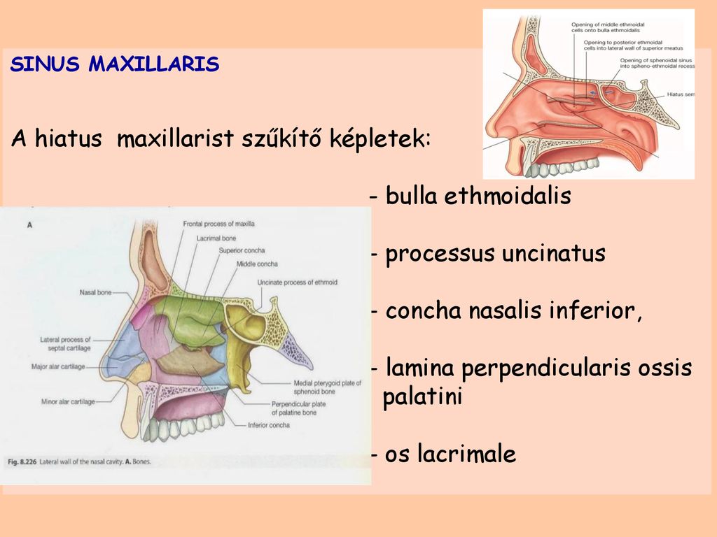 Concha латынь. Hiatus maxillaris. Hiatus Sinus maxillaris. Конха назалис.