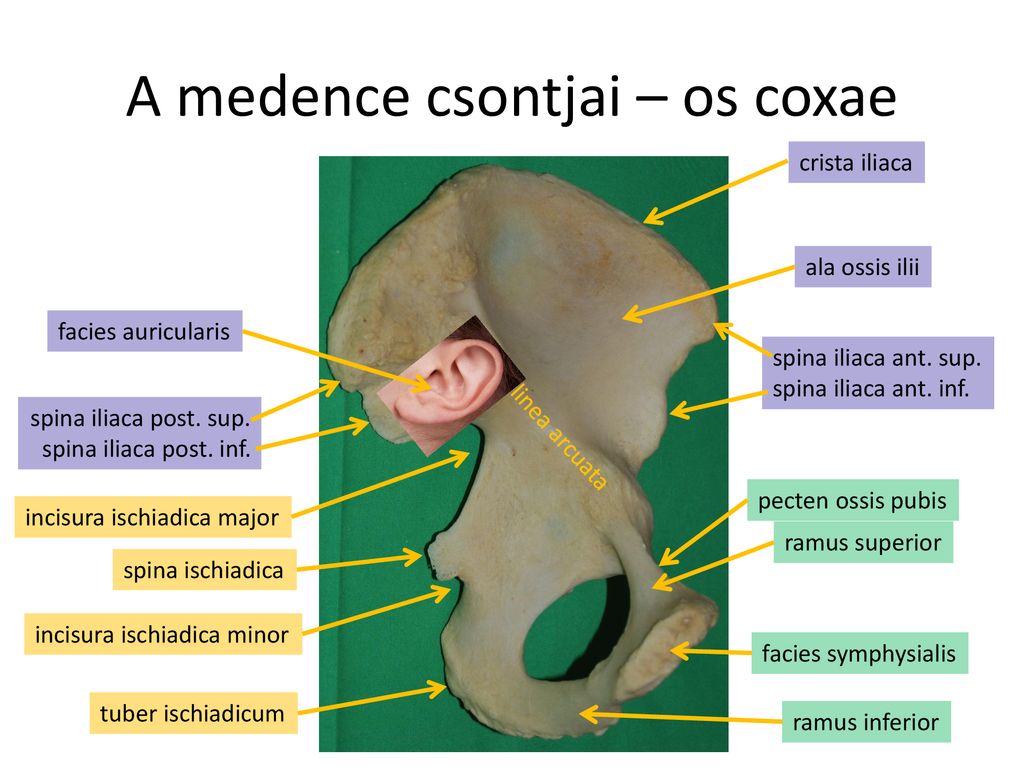 Ossis перевод с латинского. Facies symphysialis анатомия. Facies auricularis Ossis sacri. Auricularis Ossis ilii. Facies auricularis перевод.