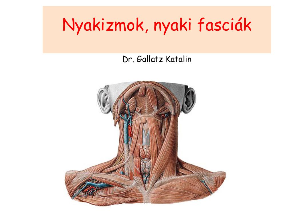 Nyakizmok, nyaki fasciák Dr. Gallatz Katalin