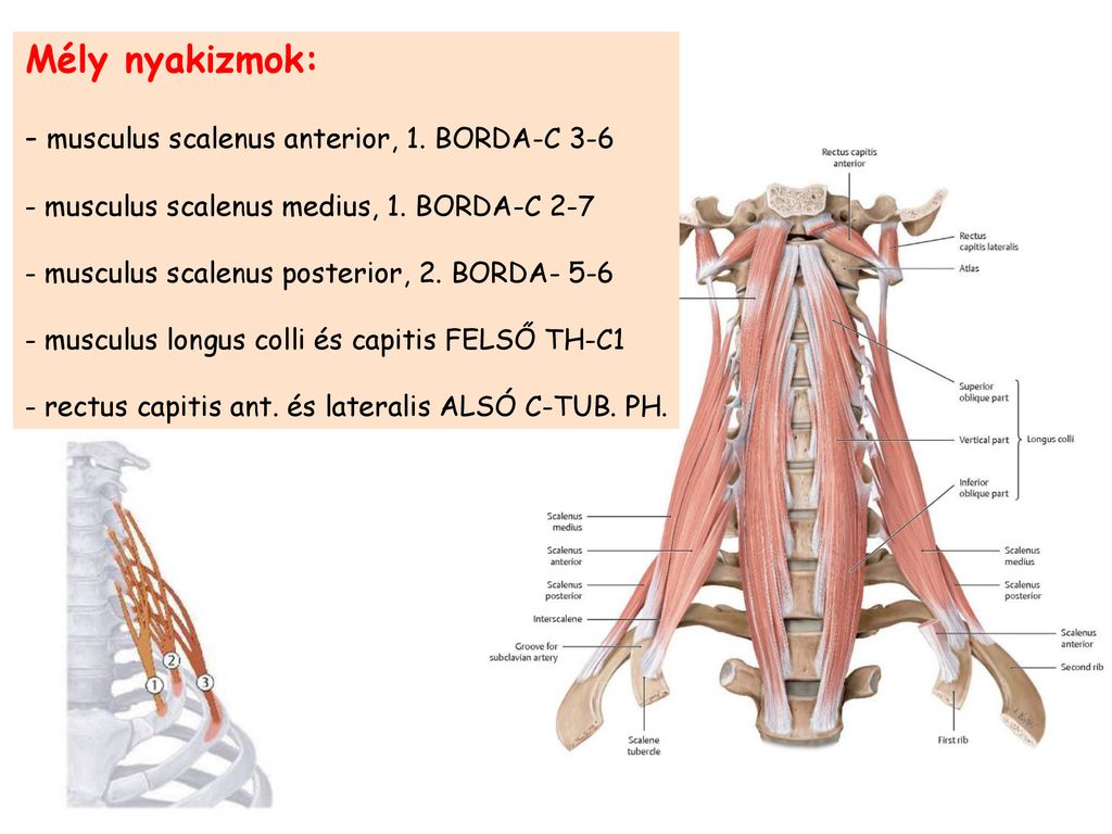 Mély nyakizmok: musculus scalenus anterior, 1. BORDA-C 3-6