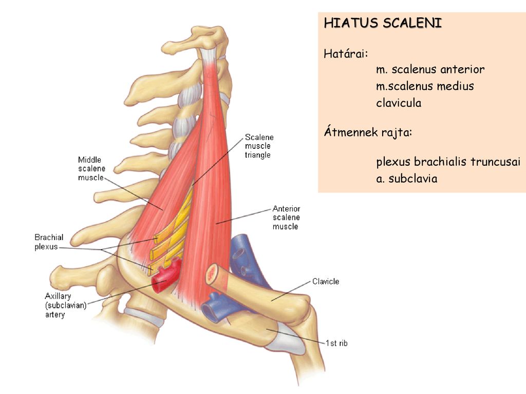 HIATUS SCALENI Határai: m. scalenus anterior m.scalenus medius