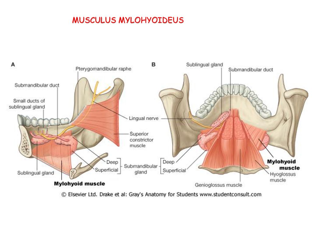 MUSCULUS MYLOHYOIDEUS