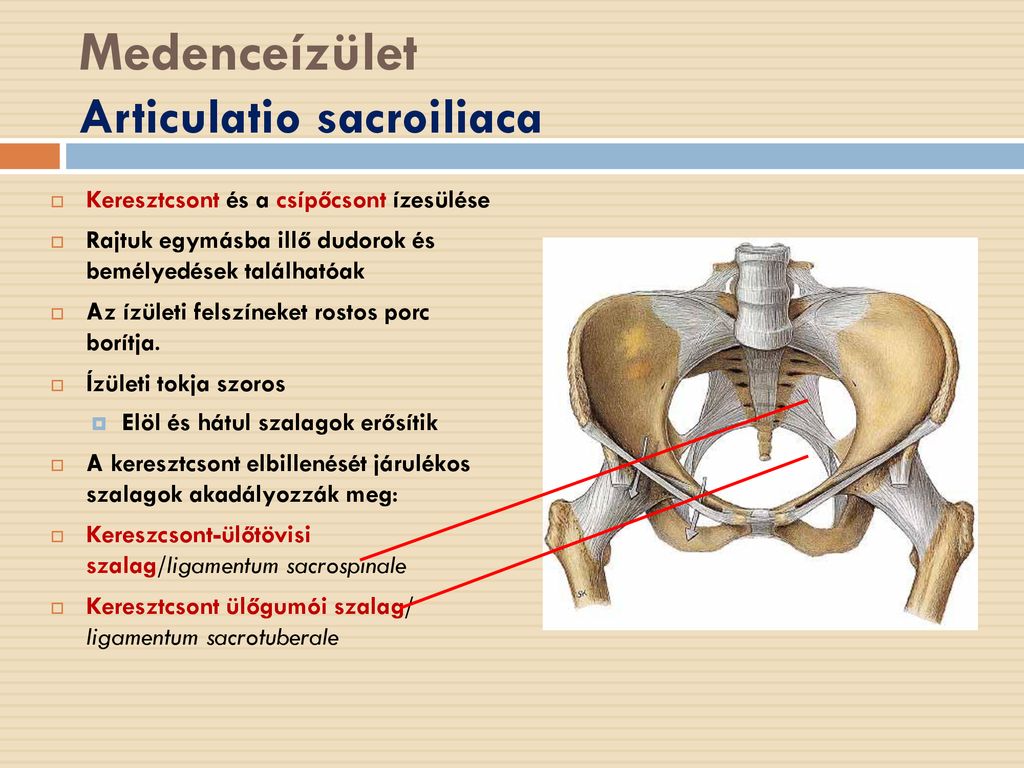 Medenceízület Articulatio sacroiliaca