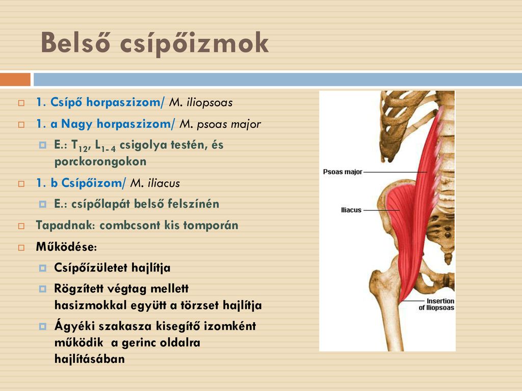 Belső csípőizmok 1. Csípő horpaszizom/ M. iliopsoas
