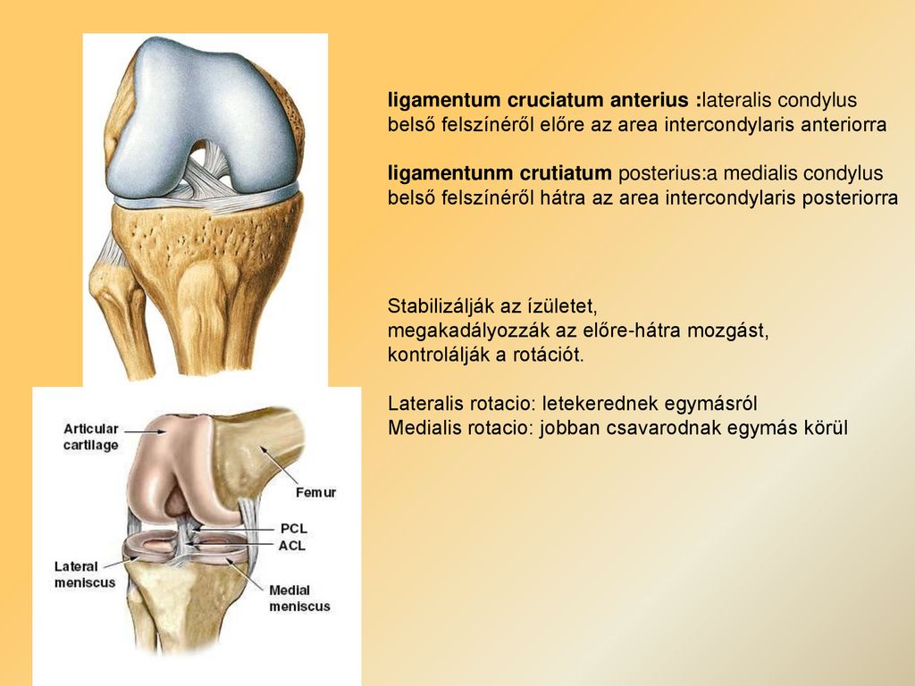 medialis meniscus jelentése pictures
