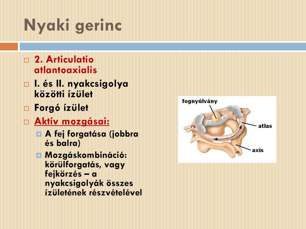 Nyaki gerinc 2. Articulatio atlantoaxialis