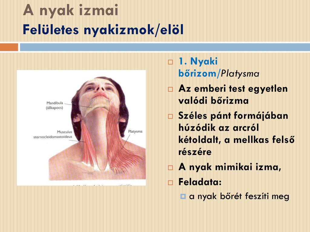 A nyak izmai Felületes nyakizmok/elöl