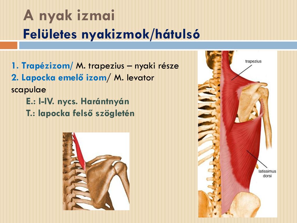 A nyak izmai Felületes nyakizmok/hátulsó
