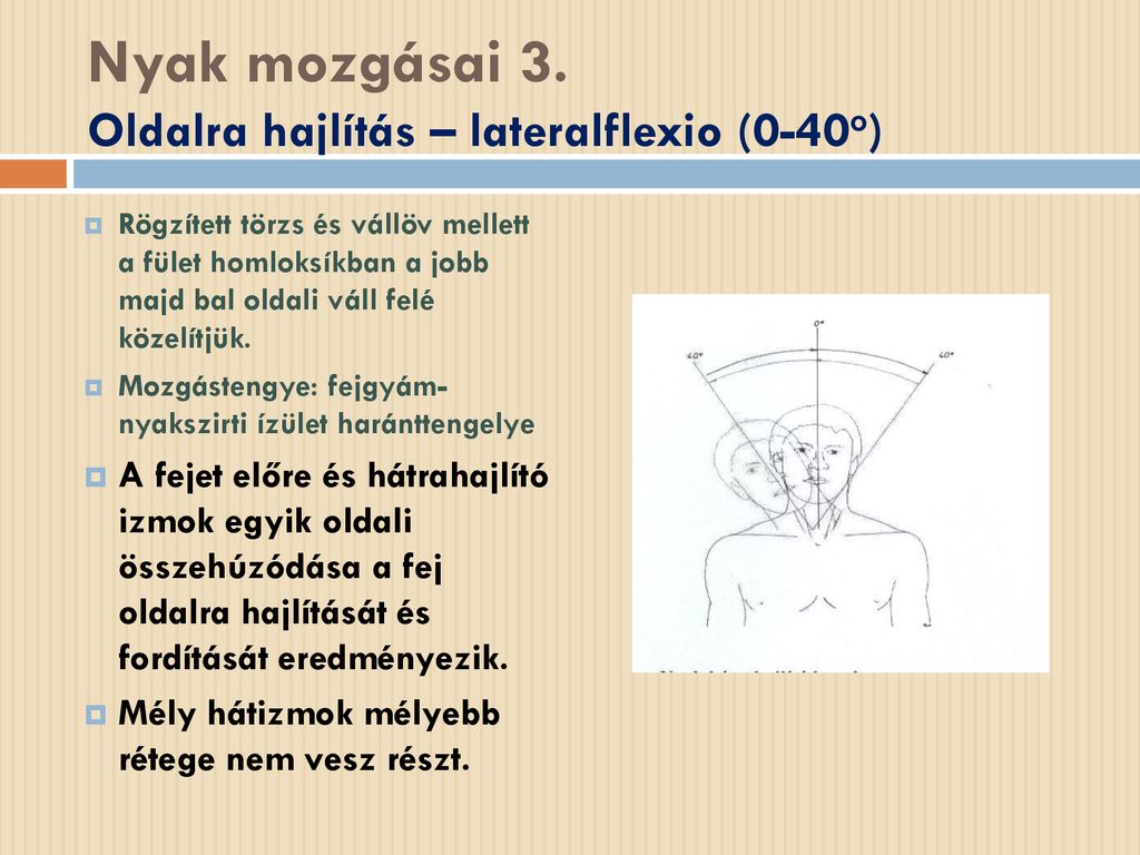 Nyak mozgásai 3. Oldalra hajlítás – lateralflexio (0-40o)