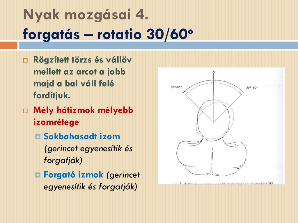 Nyak mozgásai 4. forgatás – rotatio 30/60o