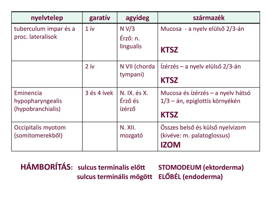 A kopoltyúbél és az előbél fejlődése - ppt letölteni