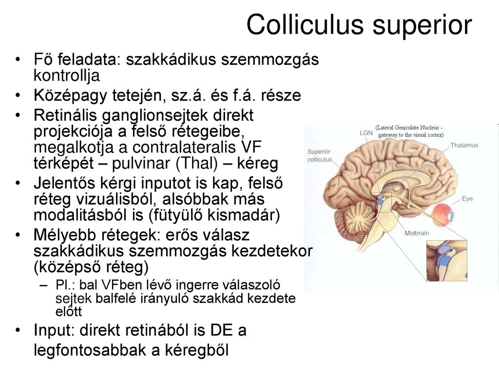 Újabb modalitás LÁTÁS. - ppt letölteni