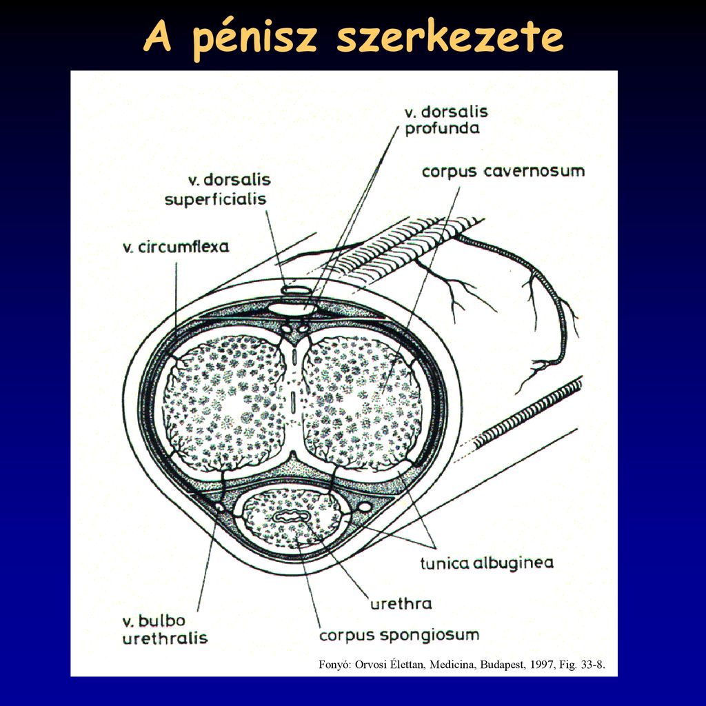 a pénisz helyes szerkezete