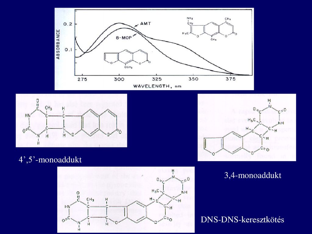 4’,5’-monoaddukt 3,4-monoaddukt DNS-DNS-keresztkötés