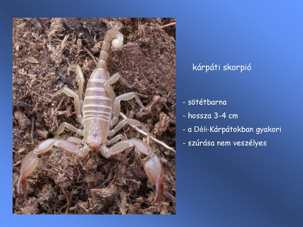 skorpió parazita