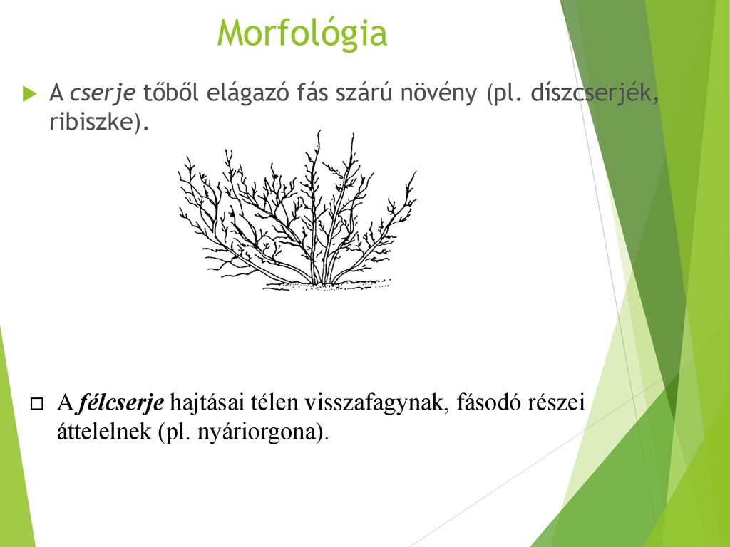 Morfológia A cserje tőből elágazó fás szárú növény (pl. díszcserjék, ribiszke).