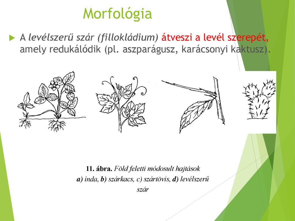 Morfológia A levélszerű szár (fillokládium) átveszi a levél szerepét, amely redukálódik (pl. aszparágusz, karácsonyi kaktusz).
