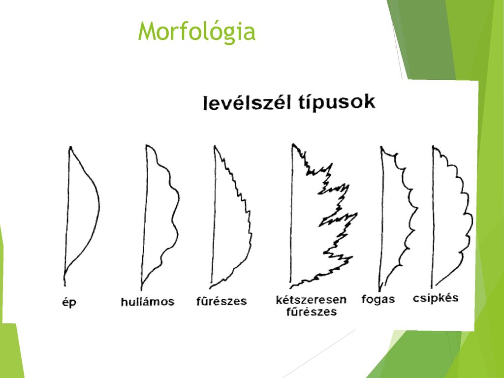 Morfológia