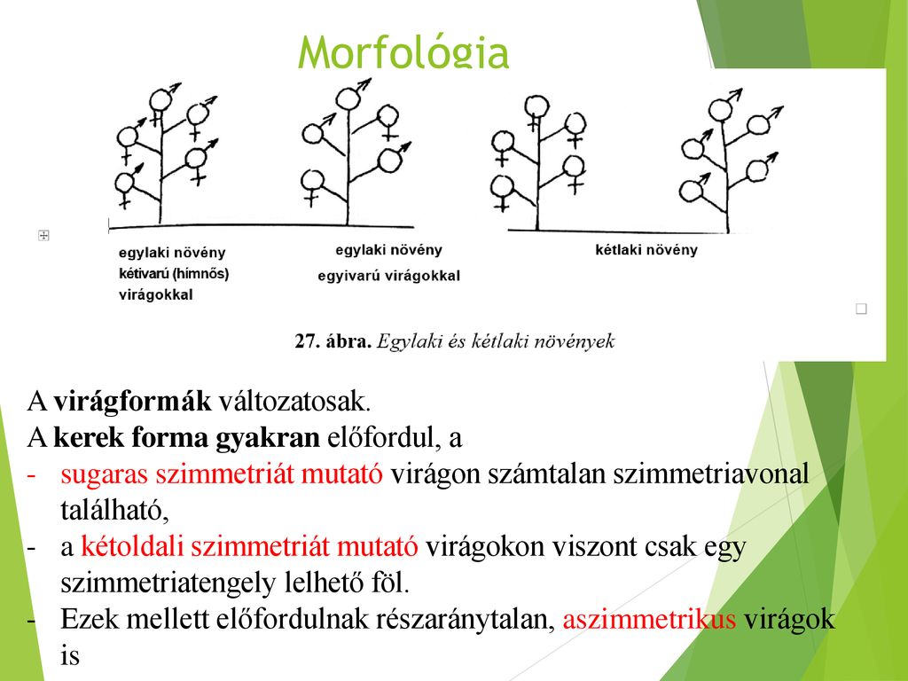 Morfológia A virágformák változatosak.