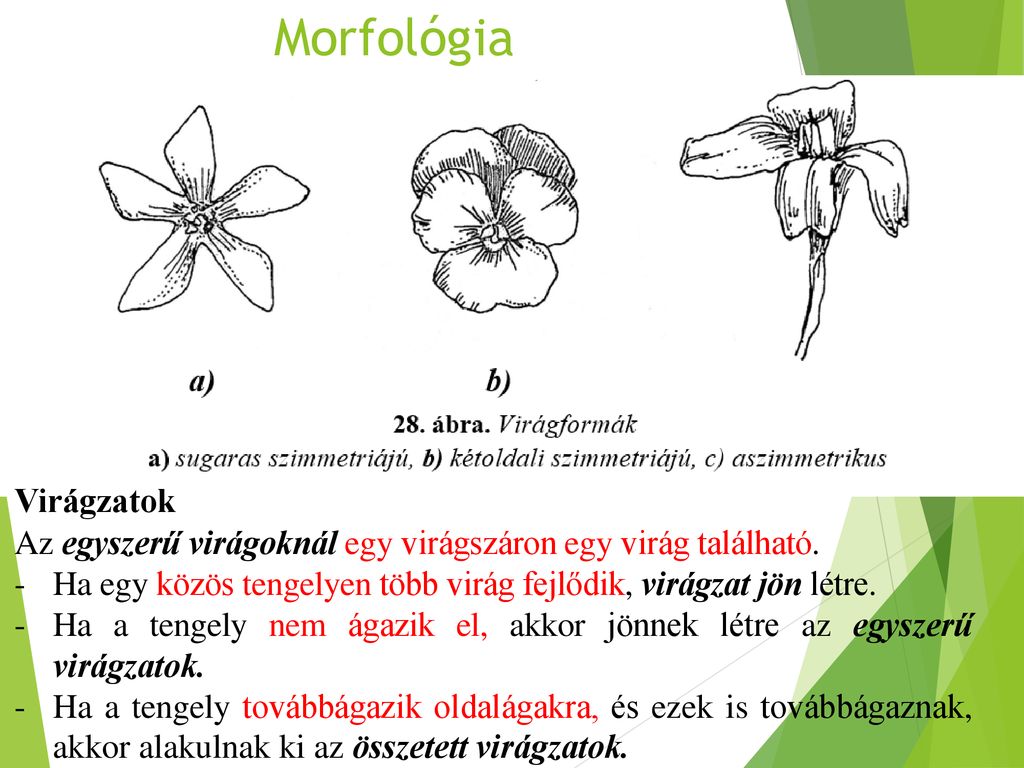 Morfológia Virágzatok